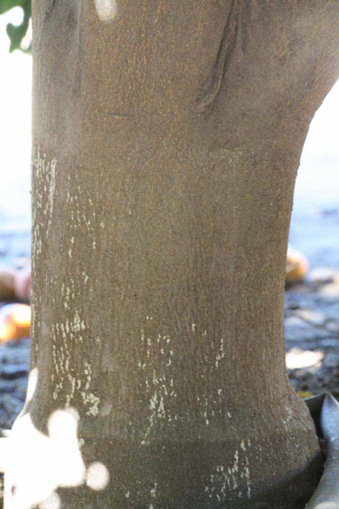              Bark (Riverside, CA)       